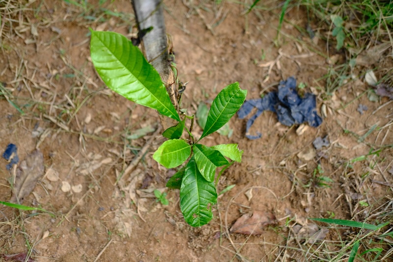 (ja) Rahul's Report 1 Year Old Seedling